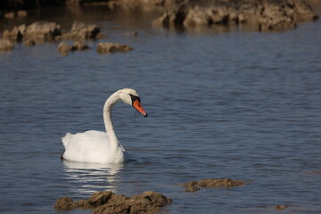 Lonely white swan on the lake looking for food