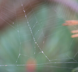 Nahaufnahme eines Spinnennetz ohne Spinne. Ein sorgfältig gewebtes Spinnennetz.