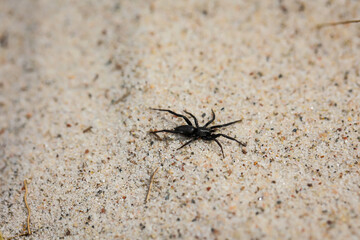Eine kleine dunkle Spinne läuft über den Ostseesand