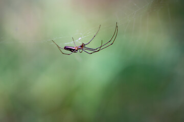 Eine Spinne hängt Kopfüber in ihren Netz.