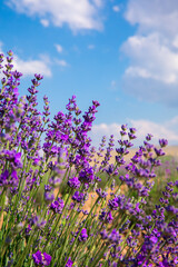 Naklejka premium Lavender Field. Beautiful violet lavender flowers in the lavender garden.