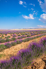 Fototapeta na wymiar Lavender Field. Beautiful violet lavender flowers in the lavender garden.