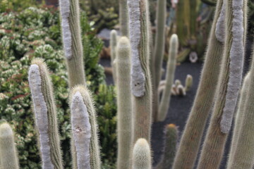 Lanzarote Cactus Garden
