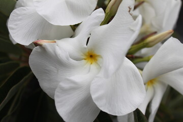 Lanzarote Cactus Garden