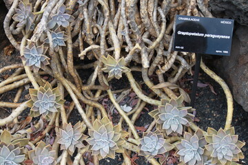 Lanzarote Cactus Garden