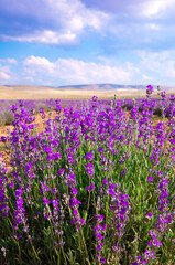 Fototapeta premium Lavender Field. Beautiful violet lavender flowers in the lavender garden.