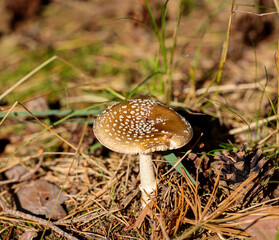 Ansicht eines Pilz im Wald. Im Herbst kommen die meisten Pilze aus den Waldboden.