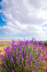 Lavender Field. Beautiful violet lavender flowers in the lavender garden.