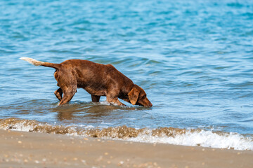 Beautiful Vizsla dog drinking water