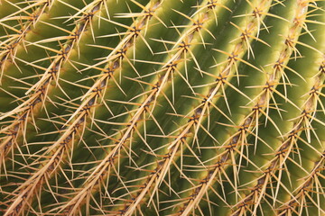 Lanzarote Cactus Garden