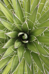 Lanzarote Cactus Garden