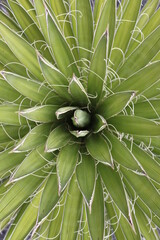 Lanzarote Cactus Garden