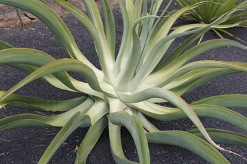 Obraz premium Lanzarote Cactus Garden