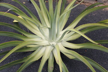 Lanzarote Cactus Garden