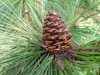 Pine cones from Pinus ponderosa Douglas ex C.Lawson. This species is accepted, and its native range...