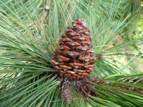 Pine cones from Pinus ponderosa Douglas ex C.Lawson. This species is accepted, and its native range is SW. Canada to N. Mexico. Pinaceae family. 