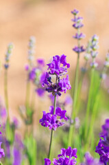 Lavender Field. Beautiful violet lavender flowers in the lavender garden.