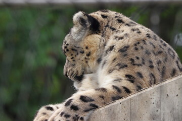 Snow leopard in zoo in stuttgart in germany in spring
