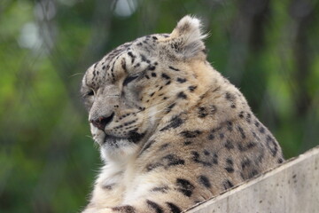 Snow leopard in zoo in stuttgart in germany in spring
