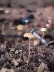 mushroom in the woods. Tiny new grown mushroom.