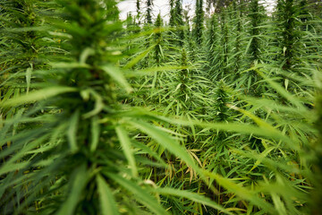 marijuana leaves cannabis plants in the farm background