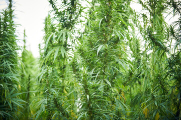 marijuana leaves cannabis plants in the farm background