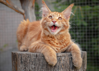 Playful ginger Maine Coon kitten lies outdoors. Big Red cat on tree.