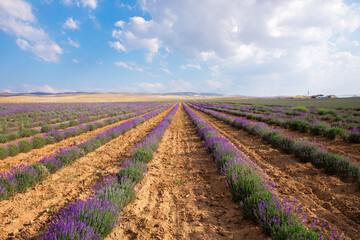 Lavender Field. Beautiful violet lavender flowers in the lavender garden.