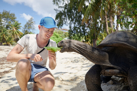 Happy traveler with Aldabra giant tortoise on sand beach. Turtle stretching its long neck for leaf..