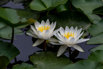 White or red water lilies in the water