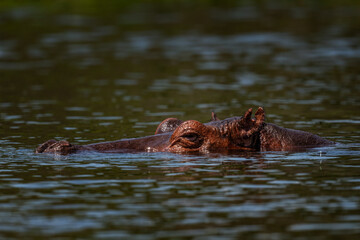 Hippopotamus - Hippopotamus amphibius, popular large mammal from African rivers and lakes,...