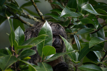 Close up of a white-faced saki (Pithecia pithecia), hiding between the leaves of a tree and watching carefully what happens
