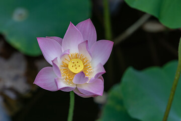 Pink lotus in dark environment