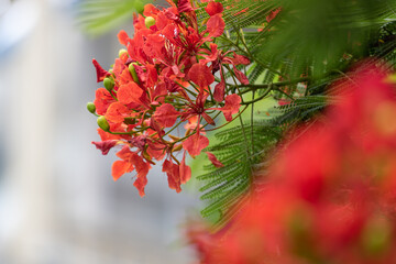 Beautiful phoenix tree, orderly arrangement of fiery red flowers and green leaves