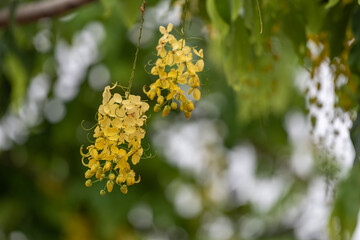 The Yellow orderly flowers of the sausage tree