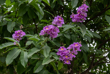 Fototapeta premium The purple flowers of crape myrtle are surrounded by green leaves
