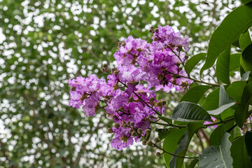 Fototapeta na wymiar The purple flowers of crape myrtle are surrounded by green leaves