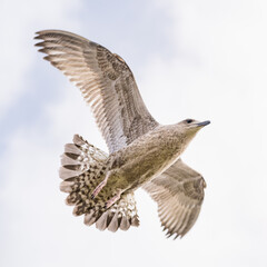 Fototapeta premium seagull