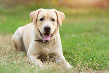 Adorable Labrador Retriever dog ion green grass
