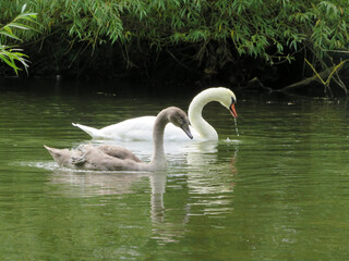 Black and White Swan