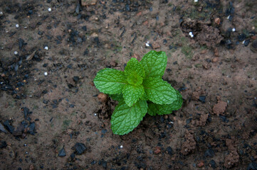 Mint is in a pot of lush green leaves.