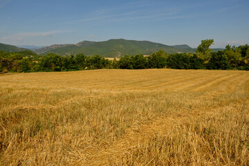 a large wheat field has been harvested