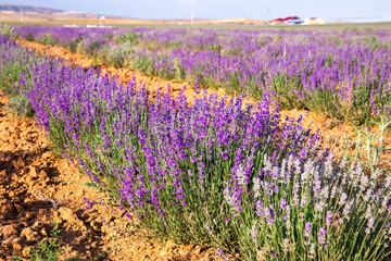 Obraz premium Lavender Field. Beautiful violet lavender flowers in the lavender garden.
