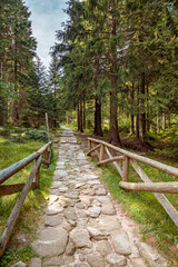 Empty hiking road. Beautiful mountain trail in pine forest, Karkonosze National Park, Poland.