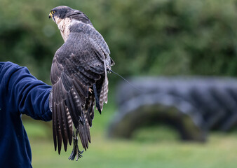 Peregrine falcon bird perched on a trainer's hand