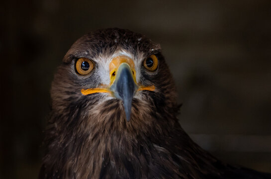 Closeup Shot Of A Beautiful Golden Eagle Head