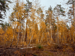 Autumn forest with yellow birches.