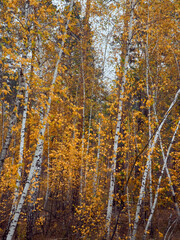Fototapeta premium Autumn forest with yellow birches.