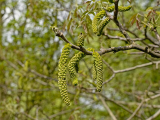 Green drooping male catkins of a black walnut tree in springtime - juglans nigra