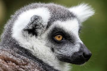 Portrait de maki catta	